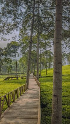 a wooden walkway in the middle of a grassy area with trees and benches on either side