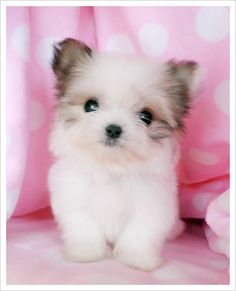 a small white dog sitting on top of a pink blanket