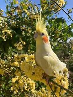 a yellow and white bird sitting on top of a tree filled with lots of flowers