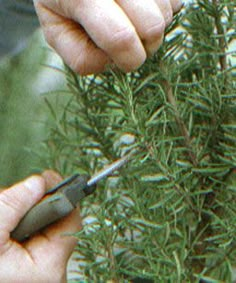 PROPAGATE: Rosemary. Propagating Rosemary, Propagate Rosemary, Growing Rosemary, Edible Gardening