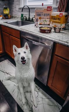 a white dog sitting in the middle of a kitchen next to a dishwasher