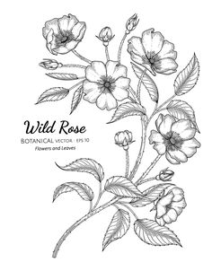 wild rose flower with leaves hand drawn illustration on white background royalty freehand stock illustrations