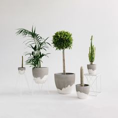 three cement planters with plants in them on a white surface, next to each other