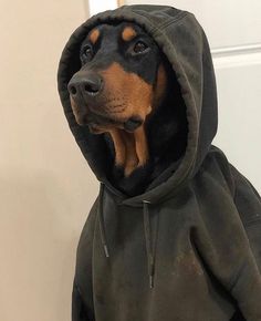 a black and brown dog wearing a hoodie