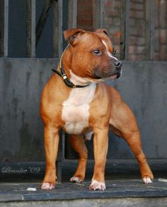 a brown and white dog standing in front of a gate