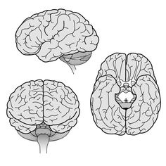 three different views of the human brain