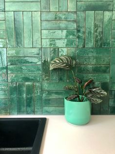 a potted plant sitting on top of a counter