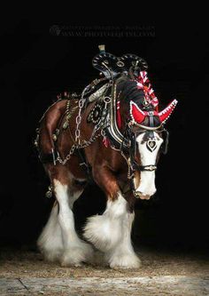 a brown and white horse standing on top of a dirt floor next to a black background