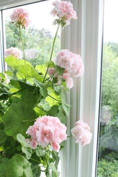 pink flowers are growing in the window sill