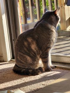 a cat sitting on the floor looking outside