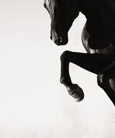 a black and white photo of a horse in the air with it's front legs spread out