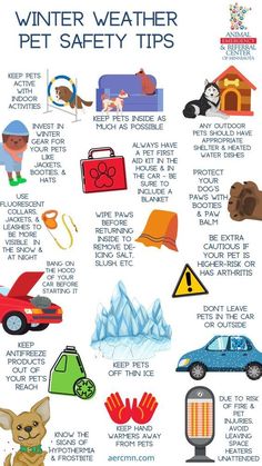 the winter weather pet safety tips poster