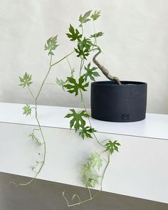 a potted plant is sitting on a ledge