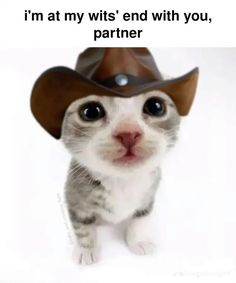 a kitten wearing a cowboy hat with the caption i'm at my wits end with you, partner