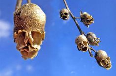 two pictures of the same plant with skulls hanging from it's stems, and one is upside down