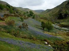 two sheep grazing on the side of a hill covered in bluebells and wildflowers