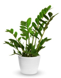 a white potted plant with green leaves on the bottom and pink border around it