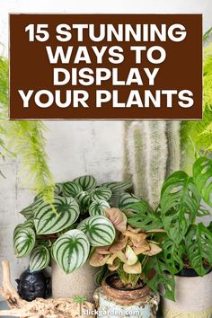 some potted plants with text overlay that says 15 stunning ways to display your plants