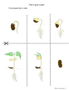 Science Activity Step by Step Instructions 1. Look at the pictures and think about how plants grow. 2. Cut out each picture and arranges the steps as a plant growth 3. Paste each picture according to the process of how a plant grows. Additional activities - Draw and describe your favorite plant. - ... How Plants Grow Preschool, What Do Plants Need To Grow Activities, Things We Get From Plants Chart, Types Of Plants For Kids Chart, Stages Of Plant Growth, Plants Science Activities, Plants Kindergarten