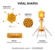 an info sheet with different types of shapes and sizes for the visual shape of objects