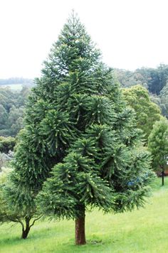 a large green tree sitting in the middle of a lush green field with lots of trees