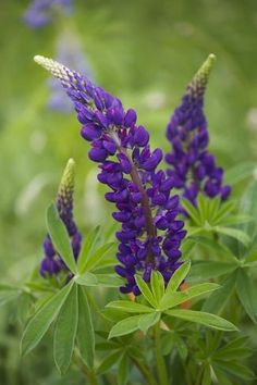 purple flowers with green leaves in the foreground