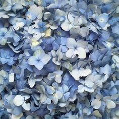 blue hydrangea flowers are shown in close up