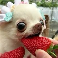 a small chihuahua dog is eating a strawberry