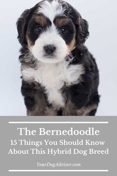 a black and white puppy sitting down with the words, the berneseodle 15 things you should know about this hybrid dog breed