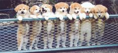 five puppies sitting on top of a fence with their heads hanging over the fence