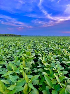 a large field full of green plants under a blue sky with clouds in the background