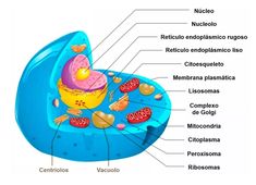 the structure of an animal's body and its parts labeled in spanish on a white background