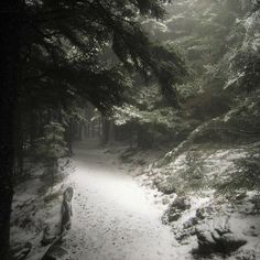 a path in the woods is covered with snow