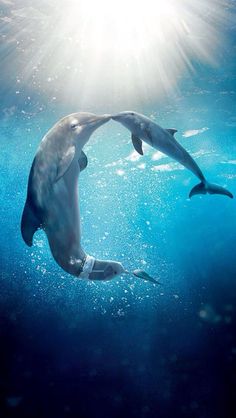 two dolphins are swimming in the blue water with sunlight shining down on them and their tails sticking out