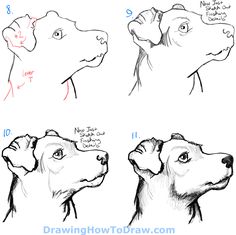 how to draw a dog's head with different angles and features for each face