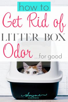 a cat in a litter box with the title how to get rid of litter box odor for good