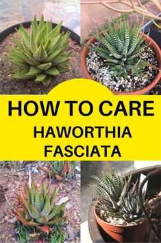 how to care for haworthia fasciata