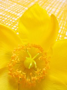 a yellow flower that is sitting on a table cloth with the petals still attached to it