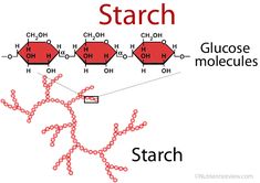 the structure of starch is shown in red