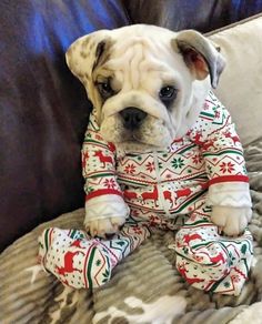 a dog sitting on top of a couch wearing pajamas