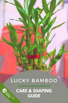 lucky bamboo care and shaping guide