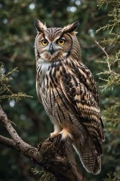 an owl sitting on top of a tree branch with yellow eyes and brown fur around its neck