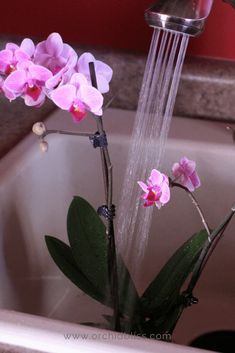 pink flowers are in the sink with water coming from it