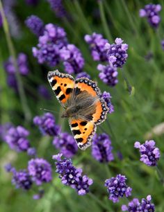 an orange and black butterfly sitting on purple flowers