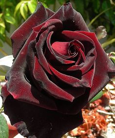 a close up of a red and black rose