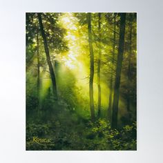 sunlight shining through the trees in a forest poster