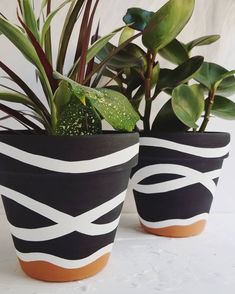 two potted plants with black and white stripes on them, one has green leaves