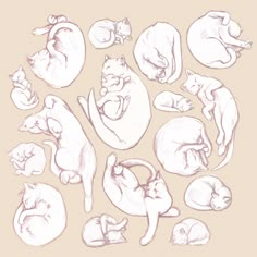 a drawing of cats and kittens in various stages of development, with one laying on its back