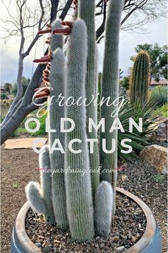 an old man cactus in a pot with the words growing oldman cactus