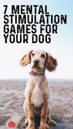 Brain Games For Dogs, Mental Stimulation, Dog Training Techniques, Best Dog Training